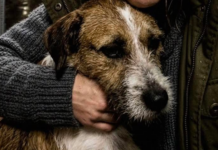 Spasila sam promrzlog psa, ali nisam znala kakvu će mi sudbinu donijeti Spasila sam promrzlog psa, ali nisam znala kakvu će mi sudbinu donijeti