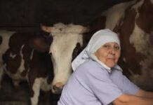 Stana je prodala jedinu kravu i dala komšiji pare da studira: Smatrali je ludom u selu, Milan je nije obilazio, nakon 10 godina usledio zapanjujući obrt Stana je prodala jedinu kravu i dala komšiji pare da studira: Smatrali je ludom u selu, Milan je nije obilazio, nakon 10 godina usledio zapanjujući obrt