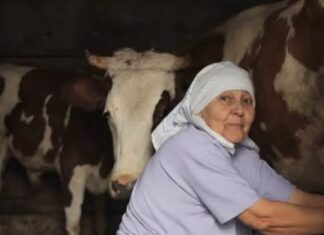 Stana je prodala jedinu kravu i dala komšiji pare da studira: Smatrali je ludom u selu, Milan je nije obilazio, nakon 10 godina usledio zapanjujući obrt Stana je prodala jedinu kravu i dala komšiji pare da studira: Smatrali je ludom u selu, Milan je nije obilazio, nakon 10 godina usledio zapanjujući obrt
