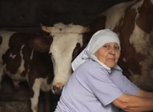 Stana je prodala jedinu kravu i dala komšiji pare da studira: Smatrali je ludom u selu, Milan je nije obilazio, nakon 10 godina usledio zapanjujući obrt Stana je prodala jedinu kravu i dala komšiji pare da studira: Smatrali je ludom u selu, Milan je nije obilazio, nakon 10 godina usledio zapanjujući obrt