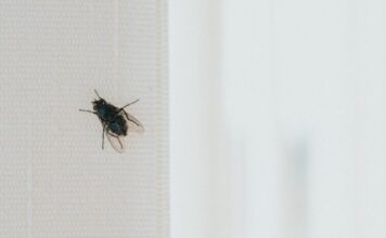 Stavite kesu sa vodom na prozor, ubacite jednu stvar koju svi imaju u kući – i više nikada nećete videti muhu Stavite kesu sa vodom na prozor, ubacite jednu stvar koju svi imaju u kući – i više nikada nećete videti muhu