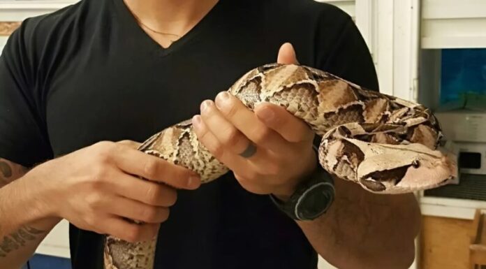 Ujutru sam u dvorištu primetila nešto i pomislila da je samo igračka, ali se stvarnost pokazala mnogo strašnijom. Ujutru sam u dvorištu primetila nešto i pomislila da je samo igračka, ali se stvarnost pokazala mnogo strašnijom.