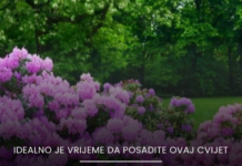 Božanstven cvijet koji prkosi hladnoći: P0sadite ga sada, imaćete čarobno dvorište cijele zime Božanstven cvijet koji prkosi hladnoći: P0sadite ga sada, imaćete čarobno dvorište cijele zime