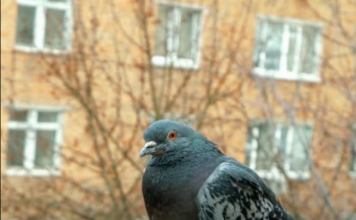 Golubovi ne podnose ovaj prizor: Prestat će se zadržavati na balkonu i prozorskoj dasci uz ovaj trik 🔗 Pogledajte više u komentaru 👇