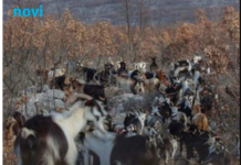 Na ovaj su otok pustili samo četiri koze. Kad su se vratili, gotovo ništa više nije bilo isto Na ovaj su otok pustili samo četiri koze. Kad su se vratili, gotovo ništa više nije bilo isto