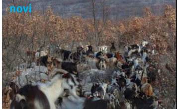 Na ovaj su otok pustili samo četiri koze. Kad su se vratili, gotovo ništa više nije bilo isto Na ovaj su otok pustili samo četiri koze. Kad su se vratili, gotovo ništa više nije bilo isto