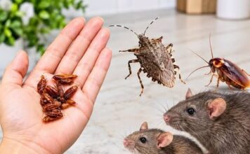 OVO je zauvijek otjeralo smrdljive bube, miševe, pacove, žohare i mrave… OVO je zauvijek otjeralo smrdljive bube, miševe, pacove, žohare i mrave…