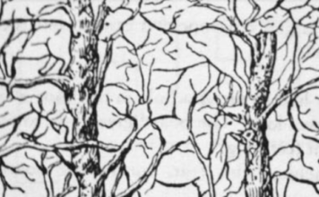 Prva životinja koju vidite na ilustraciji otkriće vam apsolutno sve o vašoj ličnosti i to bez greške Prva životinja koju vidite na ilustraciji otkriće vam apsolutno sve o vašoj ličnosti i to bez greške