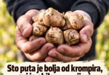 Sto puta je bolja od krompira, svi je obilaze na pijaci: Zemljana kruška je blagotvorna za zdravlje Sto puta je bolja od krompira, svi je obilaze na pijaci: Zemljana kruška je blagotvorna za zdravlje