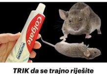 TRIK da se trajno riješite pacova i miševa u kući pomoću paste za zube: Neće se više približiti kući! TRIK da se trajno riješite pacova i miševa u kući pomoću paste za zube: Neće se više približiti kući!