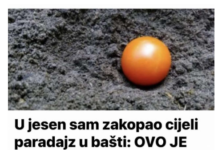 U jesen sam zakopao cijeli paradajz u bašti: OVO JE IZRASLO IZ NJEGA USRED LJETA! U jesen sam zakopao cijeli paradajz u bašti: OVO JE IZRASLO IZ NJEGA USRED LJETA!