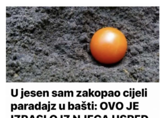U jesen sam zakopao cijeli paradajz u bašti: OVO JE IZRASLO IZ NJEGA USRED LJETA! U jesen sam zakopao cijeli paradajz u bašti: OVO JE IZRASLO IZ NJEGA USRED LJETA!