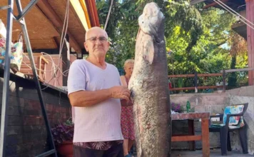 Zijo ponovo u akciji: Na Modračkom jezeru ulovio kapitalca od 53 kilograma Zijo ponovo u akciji: Na Modračkom jezeru ulovio kapitalca od 53 kilograma