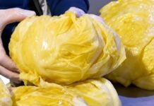 Kako da vam kiseli kupus bude žut kao dukat: Tajna je u 1 nevjerovatnom sastojku Kako da vam kiseli kupus bude žut kao dukat: Tajna je u 1 nevjerovatnom sastojku