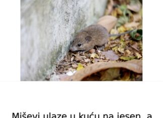 Miševi ulaze u kuću na jesen, a evo kako da im uđete u trag: Trik sa aluminijumskom folijom bolji od mišolovke Miševi ulaze u kuću na jesen, a evo kako da im uđete u trag: Trik sa aluminijumskom folijom bolji od mišolovke