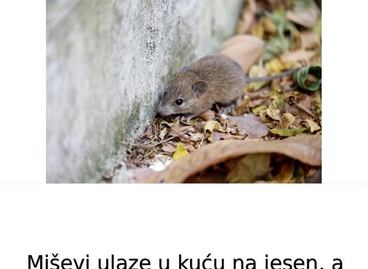 Miševi ulaze u kuću na jesen, a evo kako da im uđete u trag: Trik sa aluminijumskom folijom bolji od mišolovke Miševi ulaze u kuću na jesen, a evo kako da im uđete u trag: Trik sa aluminijumskom folijom bolji od mišolovke