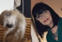 Nada Obrić živela sa majmunom, hranila ga, sa sobom vodila: Nije ni slutila šta će je te večeri snaći u podrumu – igrala se sa đav0lom, koštao je života Nada Obrić živela sa majmunom, hranila ga, sa sobom vodila: Nije ni slutila šta će je te večeri snaći u podrumu – igrala se sa đav0lom, koštao je života